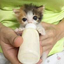 Accessori per animali domestici - Biberon in silicone da 60ml per animali domestici, con tettarella piccola, biberon per l alimentazione di cuccioli e animali da compagnia, disponibile come singolo biberon o set di biberon