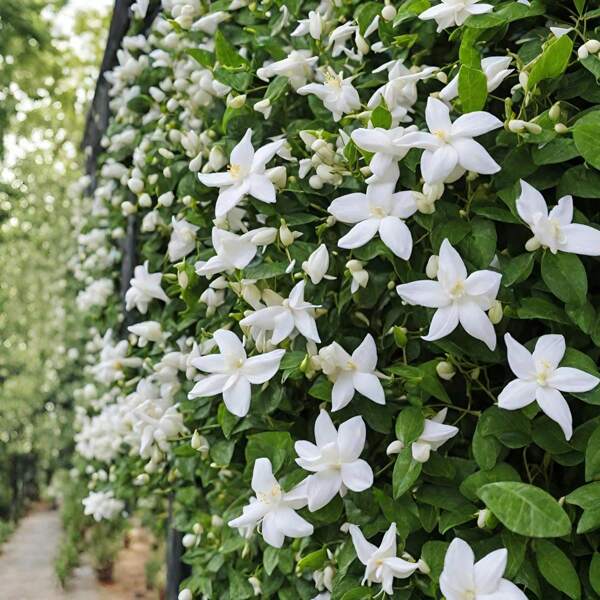 77Jasminblume zum Pflanzen von Jasminpflanzen, duftende Blumen für den Garten zu Hause