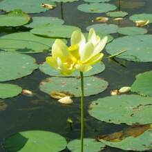 Nelumbo Lutea American Lotus: Heirloom, Non-Gmo Yellow Lotus Flower For Ornamental Garden Beauty - 22pcs.seeds - View 2