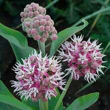 Milkweed Seeds 200pcs -Easy To Grow And Drought Tolerant - Variant1 - View 3