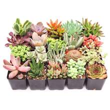 Gift 500pcs Assorted Succulents (9-50 Pcs) All Unique Types - Live Plants In 2" Potswomen's Clothing - 9-pack - View 4