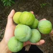 Fengtang Plum Tree Seedlings Seeds Green Crisp Plum Fruit Tree Seedlings Seeds - 10片 - 查看 2