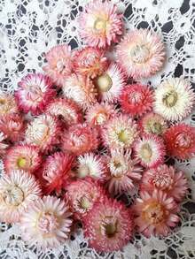 10/20/60 قطعة من أزهار البابونج المجففة الطبيعية للخارج - مصنوعة من مادة القش - زخرفة DIY والأعراس والهالوين والكريسماس وترتيب الطاولة وتشكيلات عباد الشمس والزهور الأخرى