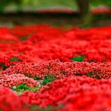 Red Creeping Thyme 500 Seeds, Lawn Alternative Mat Ground Cover Plant Seed For Outdoor Landscaping, Non GMO Heirloom