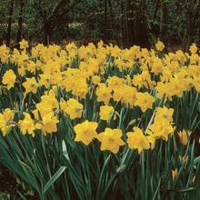 362 piezas de bolas de narciso y semillas de narciso, bulbos y semillas para cultivo de flores, ideal para jardín y decoración exterior, flores amarillas y blancas, resistente y fácil de cuidar, regalo para jardinería y paisajismo natural. - 362 - Ver 3