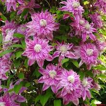 Clematis Seeds Flower Seedlings Indoor And Outdoor Cold-Resistant Garden Climbing Plant Perennial Easy To Grow All-Season Blooming Potted Plant - 100片 - 查看 4