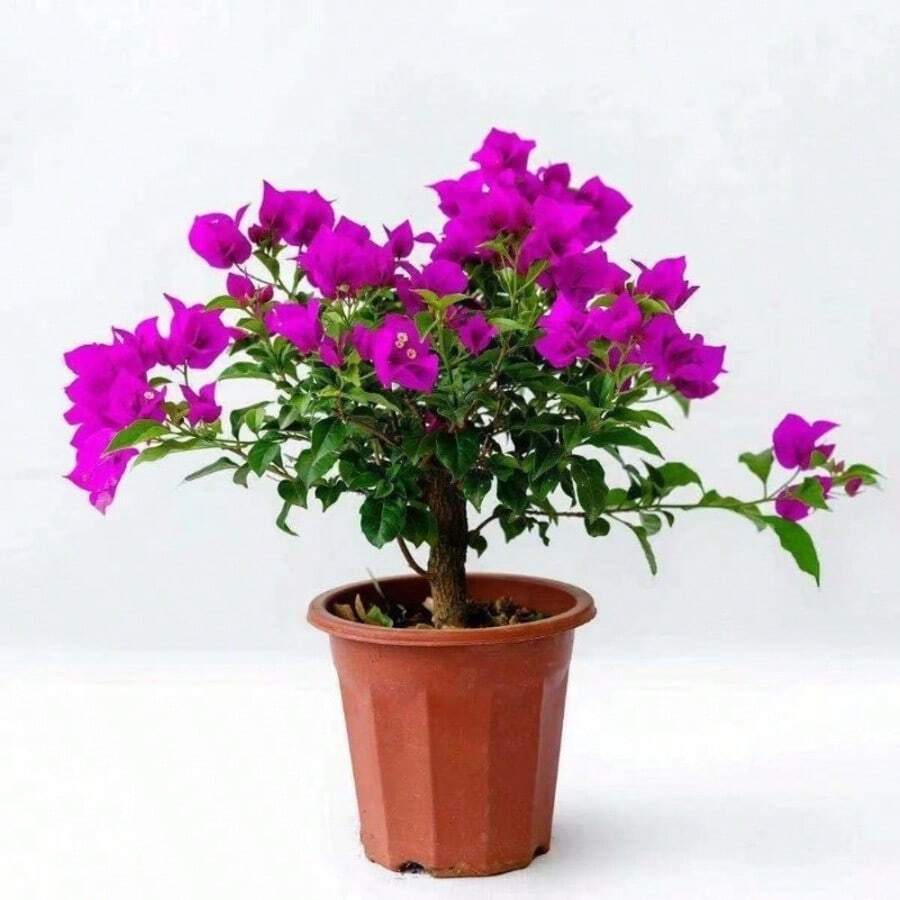 300 Seeds Of Fresh Garden Traditional Bauhinia Mixed Seeds 1 Perfect For Making Amazing Privacy Screens