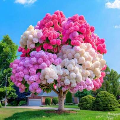 1 Pack Perennial Hydrangea Flower Plant For Home Gardens Outdoor Garden Blooms Hardy Plant