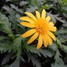 173 piezas de semillas, semillas de crisantemo (Crisantemo). Semillas de crisantemo (Chrysanthemum) - 173 - Ver 4