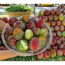 174pcs Pitaya Color Seeds - Premium Seeds For Home And Business - 174 - View 1
