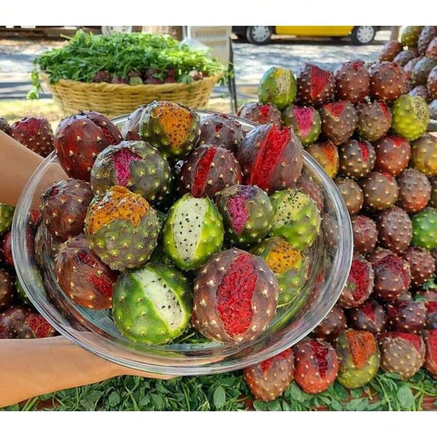 174pcs Pitaya Color Seeds - Premium Seeds For Home And Business - 174 - View 1