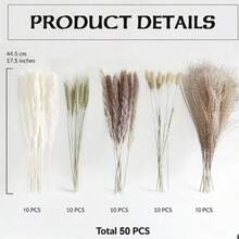 50/100 支蒲苇草茎，适合用作花瓶填充物 - 波西米亚婚礼花瓶装饰、圣诞节、冬季和春季装饰、情人节餐桌摆饰