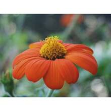 Mexican Seeds Fresh Organic Outdoor Flowers Medicine Red Sunflower