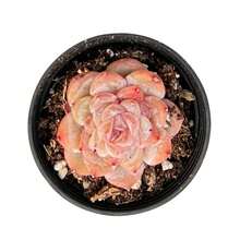 50 Colorful Succulent Seeds With High Germination And Strong Survival Rates, Attracting Pollinators, Suitable For Gardens, Flowerpots, And Bedrooms To Create   Scenery. - Echeveria 'Icy Laui' Sugar Heart - View 3