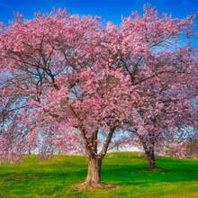 GARDEN Japanese Weeping Sakura Cherry Blossom Flower Tree Cold Hardy - 25pcs/s.e.ed.s. - View 3