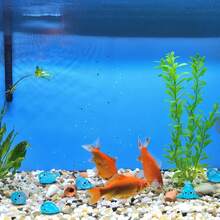 20 件装，四个迷你海豹夜灯饰品，全新夜灯微型海洋动物树脂工艺品，可爱海豹、企鹅、海狮、鱼，适用于迷你花园和水族馆的 DIY 配件，微景观鱼缸饰品，户外花园饰品