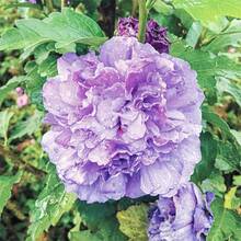 300+ Mixed Colors Double Hibiscus Flower Seeds For Planting - Rose Of Sharon Syriacus Hibisceae Beautiful Potted Garden