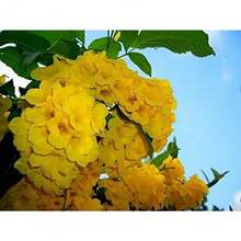Yellow -20 For Planting - Rare And Exotic Trumpet Seeds