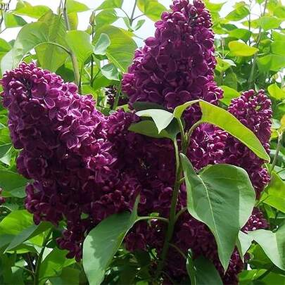 200pcs Easy-To-Plant, High-Germination Violet Tree Seeds - Produce Beautiful Purple Flowers After Planting, Perfect For Garden Design Or As A Bonsai