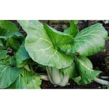 Bok Choy Baby Extra Dwarf 150 Seeds - Chinese Cabbage - Container Gardening - Fast 300 Pcs Day Harvest - 300 Seeds - View 2