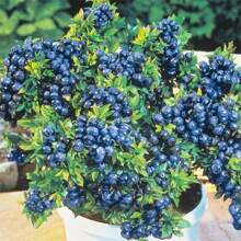 Sow Right Seeds 250 Pieces Raspberry Bush Seeds, Good For Planting - Perfect For The Home Garden - 250粒種子 - 查看 1