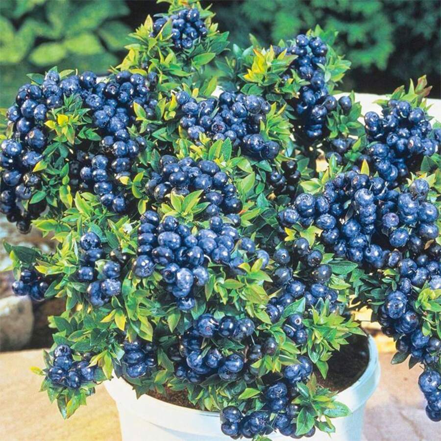 Sow Right Seeds 250 Pieces Raspberry Bush Seeds, Good For Planting - Perfect For The Home Garden - 250粒種子 - 查看 1