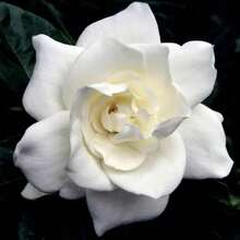 100 Pcs Gardenia Seeds Cape Jasmine Flower Seeds - 1 - View 3