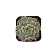 50 Succulent Seeds, Rare Succulent Seed Plants, Succulents In Nursery Pots For Succulent Collectors, DIY Projects, Wedding Party Favors - Echeveria Green Malgan - View 3