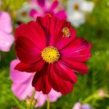 Bulbous Plant Discount Offer 260 Pieces Annual Cosmos Bipannatus Dazzler Red Cut Flowers Seed Mix For Planting