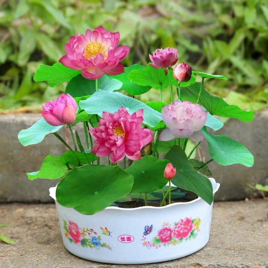 Four Seasons Blooming Bowl Lotus Seeds Hydroponic Plants Flowers Indoor Courtyard Fish Tank Water Cultivated Lotus Seedlings Lotus Water Lily Potted Plants