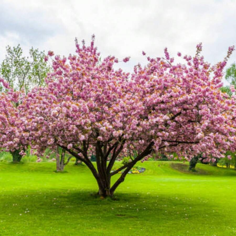 GARDEN Japanese Weeping Sakura Cherry Blossom Flower Tree Cold Hardy - 25pcs/s.e.ed.s. - View 1