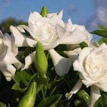 100 Pcs Gardenia Seeds Cape Jasmine Flower Seeds - 1 - View 4