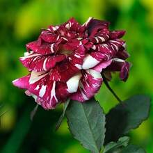 99 Black Dragon Rose Seeds For Planting, Heirloom Beautiful Ornamental Flowers For Indoor And Outdoor Garden Decoration - 99 - View 4