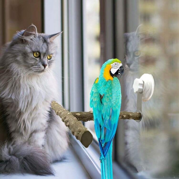 Natural Bird Perch Stand With Suction Cup For Window Mirror Car Shower Travel Bath Wood Perch Indoor Outdoor Wild Birds Small Medium Large Parrot Parakeet Cockatiel Concure Finch Lovebirds T ShapeW10 - Gỗ - Xem 4