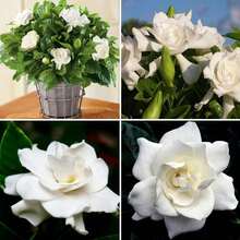 100 Pcs Gardenia Seeds Cape Jasmine Flower Seeds - 1 - View 5