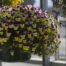 245pcs Viola Seeds 25 Viola Rebelina Purple Yellow Trailing Viola