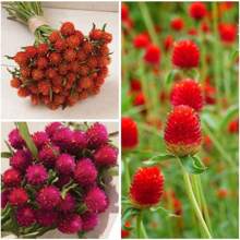 Gomphrena 100 Pcs Seeds - Non-GMO For Planting