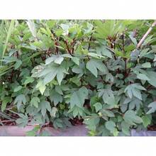 Red Hibiscus-Roselle Seeds - 100 Pieces - For Planting Hibiscus Sabdariffa In 2025