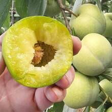 Fengtang Plum Tree Seedlings Seeds Green Crisp Plum Fruit Tree Seedlings Seeds - 10片 - 查看 1