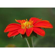 Mexican Seeds Fresh Organic Outdoor Flowers Medicine Red Sunflower