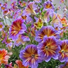 Ready For Shipping 120 Pieces Seeds Morning Glory Seeds - Mixed Color Flowers, Produce Amazing And Long-Lasting Flowers.