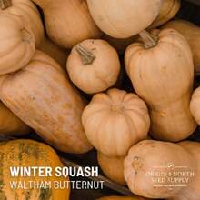 1000 Pieces Waltham Walnut Seeds Non-GMO Vegetable Seeds - 種子 - 查看 2