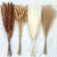 50/100 支蒲苇草茎，适合用作花瓶填充物 - 波西米亚婚礼花瓶装饰、圣诞节、冬季和春季装饰、情人节餐桌摆饰