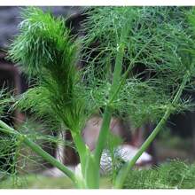 174 Pieces Of Stem Seed Fennel Seeds, Multiple Harvests In Spring And Autumn, Fennel Seeds, Easy-To-Grow Vegetable Seeds For All Seasons