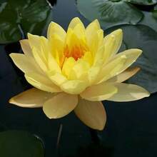Nelumbo Lutea American Lotus: Heirloom, Non-Gmo Yellow Lotus Flower For Ornamental Garden Beauty - 22pcs.seeds - View 4