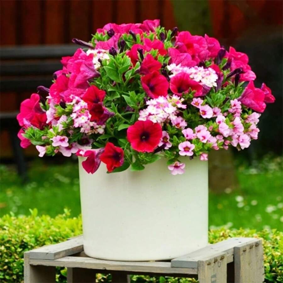 Petunia Grandiflora Mixed Rainbow-Colored Flower Seeds - 3000+ Plants Live  Vegetable Seeds Plants Hosta Plants Live Plants Garden Plants Flower Seeds Plants For Outdoor Semillas De Flores Para Sembrar Garden Solution All Live Plants Not Seeds Live Plants Garden Plants For Outdoor Mosquito Repellent For The Garden, Live Plants, Seeds For Planting, Live Plants, , No Seeds, Live Flower Seeds, Plant Seeds