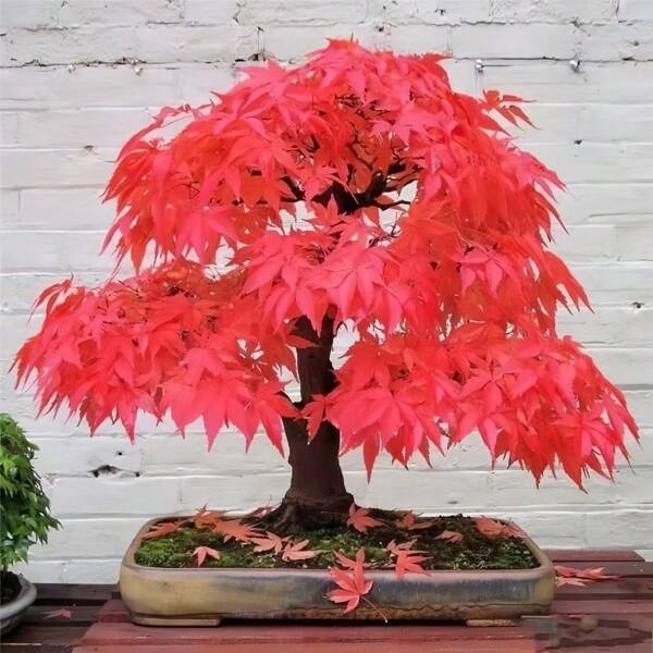 Semi di acero rosso Nan Maple Leaf Bonsai, alberi di acero, bonsai di alta qualità, piante da paesaggio in vaso, crescita a lungo termine, resistenti al freddo, adatti per uso interno ed esterno, adatti per coltivazione in vaso e interna