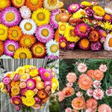 120 Pieces Of Strawberry Seeds, Free Shipping, Decorate Your Garden With Vibrant Colors - 120粒種子 - 查看 4
