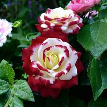 20 Pieces Of Red And White Rose Seeds For Planting - Easy-To-Grow Garden Flowers - 20顆種子 - 查看 1