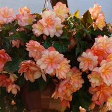 183Lush Homegrown Begonia Seeds 175 Count Non-GMO, Bright Salmon Hue Attracts Bees & Butterflies Blooms Spring Through Fall
